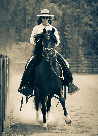 20-Horses-0140