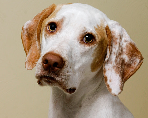 franco'spetscorctd038