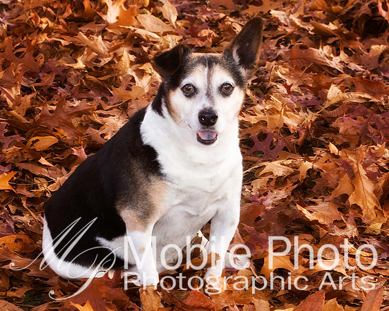 wilson2009-dog 0765.jpg